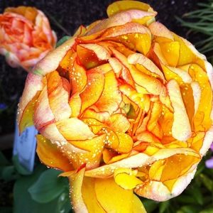 Meet your Posher, Mandy